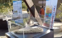 Rabat : Cérémonie pour présenter un fossile de crâne de crocodile rapatrié au Maroc