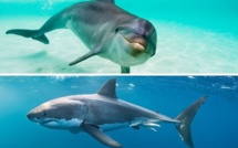 Agadir : Quand les dauphins se font passer pour des requins, la vérité derrière la rumeur