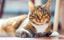 Vivre en appartement avec un chat : les astuces pour le rendre heureux
