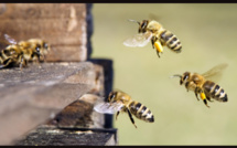 La danse des abeilles : le langage secret de la ruche