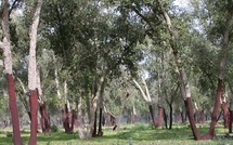 L’avenir des forêts marocaines face aux défis climatiques : entre urgence et résilience