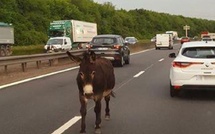 Un âne sur l’autoroute : la Société nationale des autoroutes du Maroc condamnée